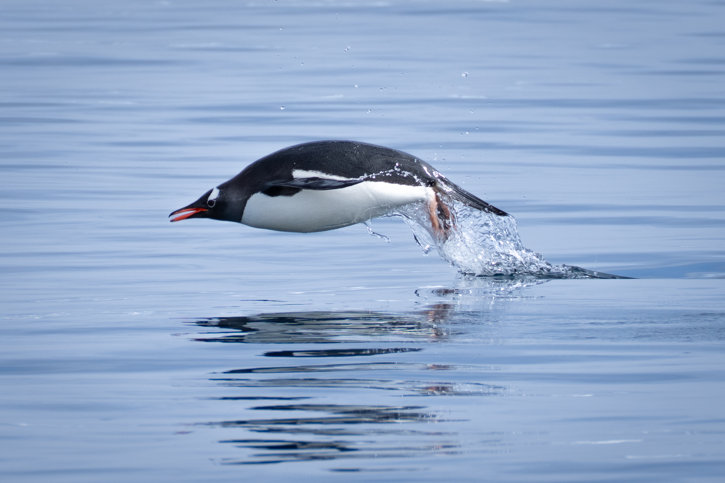 Image for article: Why do penguins porpoise?