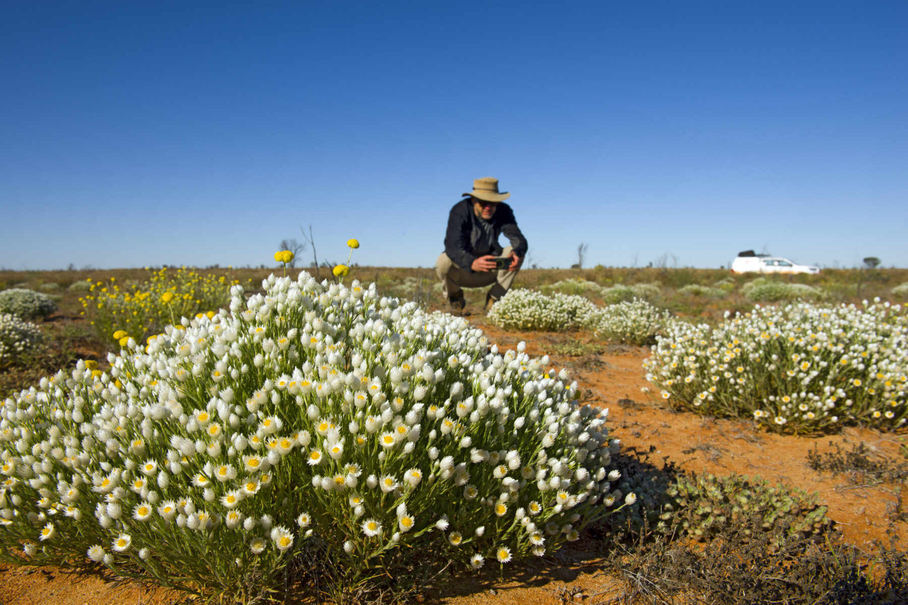 wildflowers
