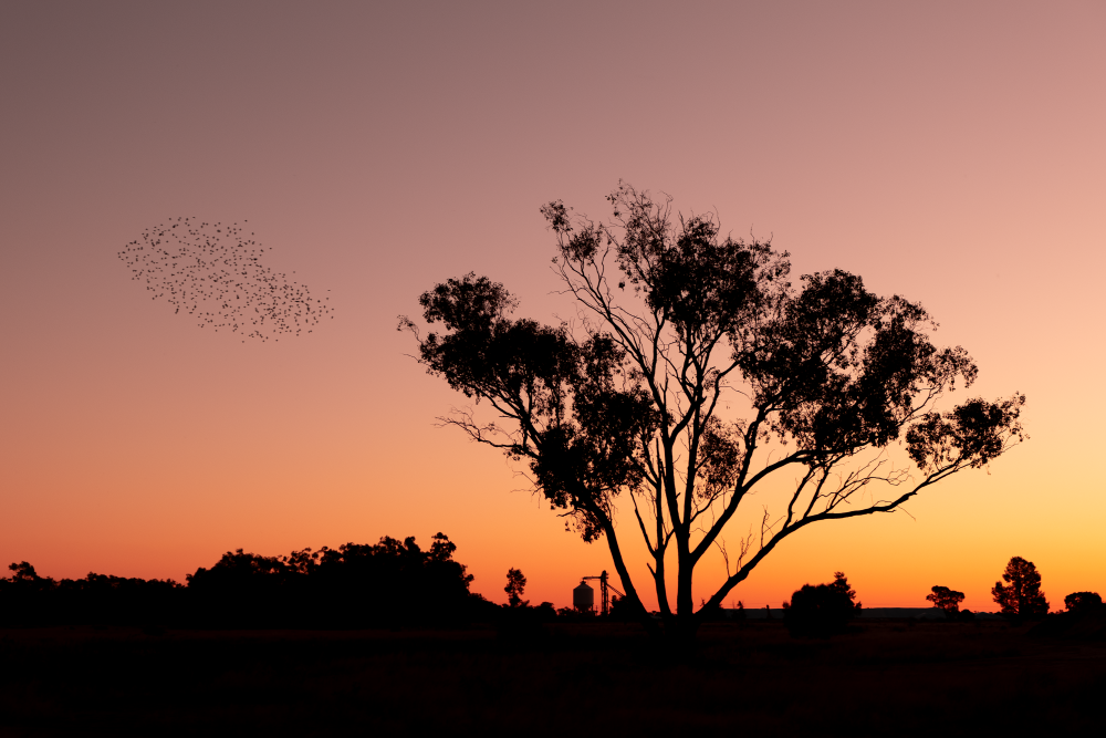 Image for article: Adventure awaits in Dubbo and the Great Western Plains