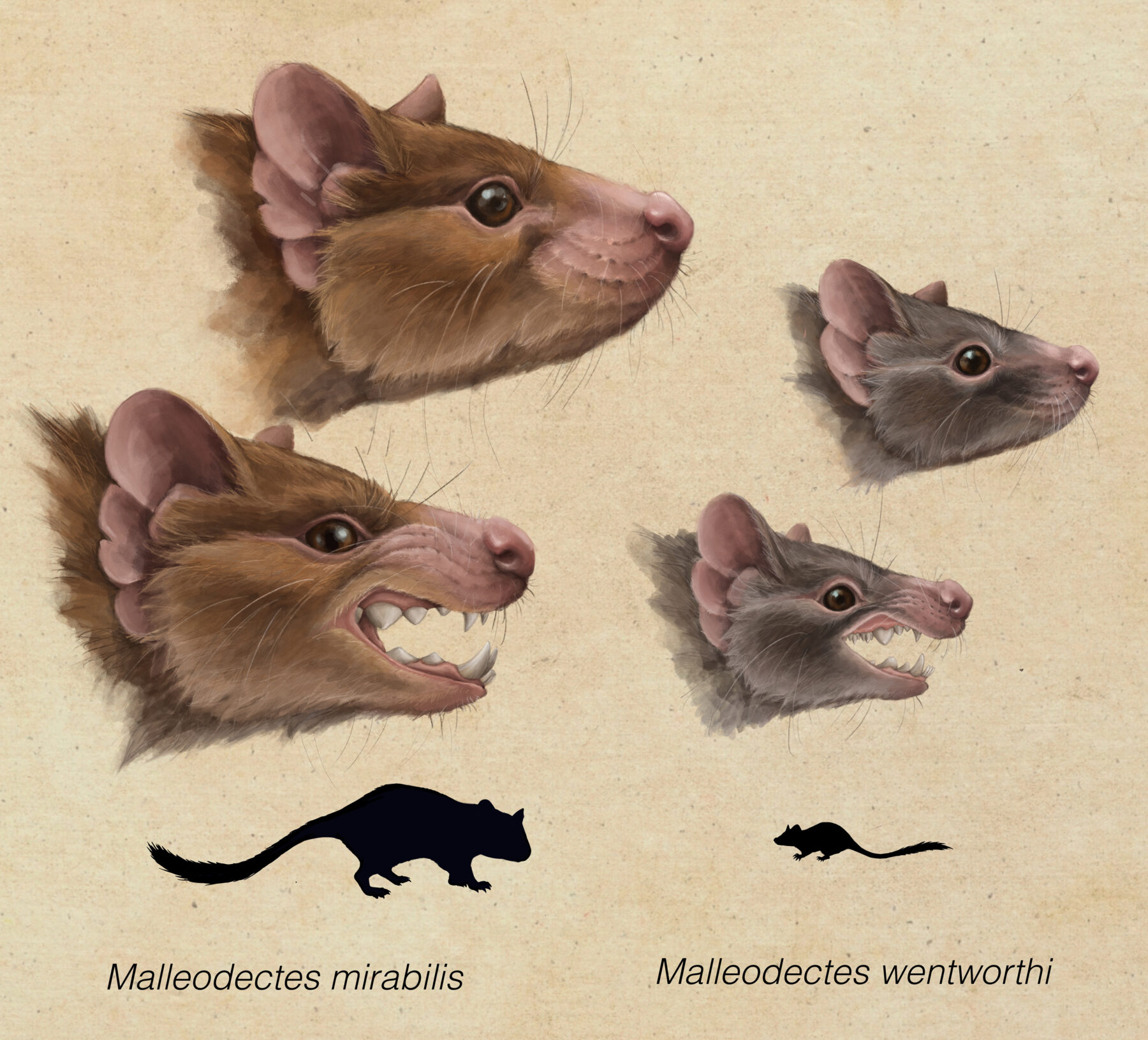 Illustrated head reconstructions