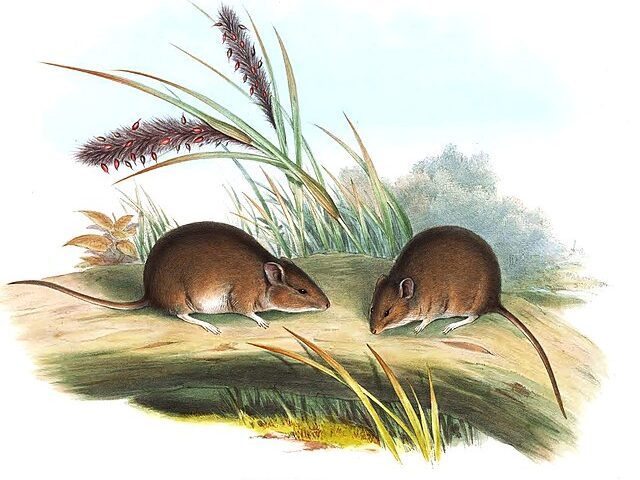 Gould’s mouse (Pseudomys gouldii)
