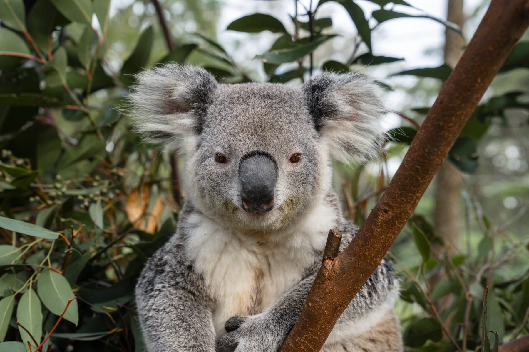 A koala at Australian Reptile Park