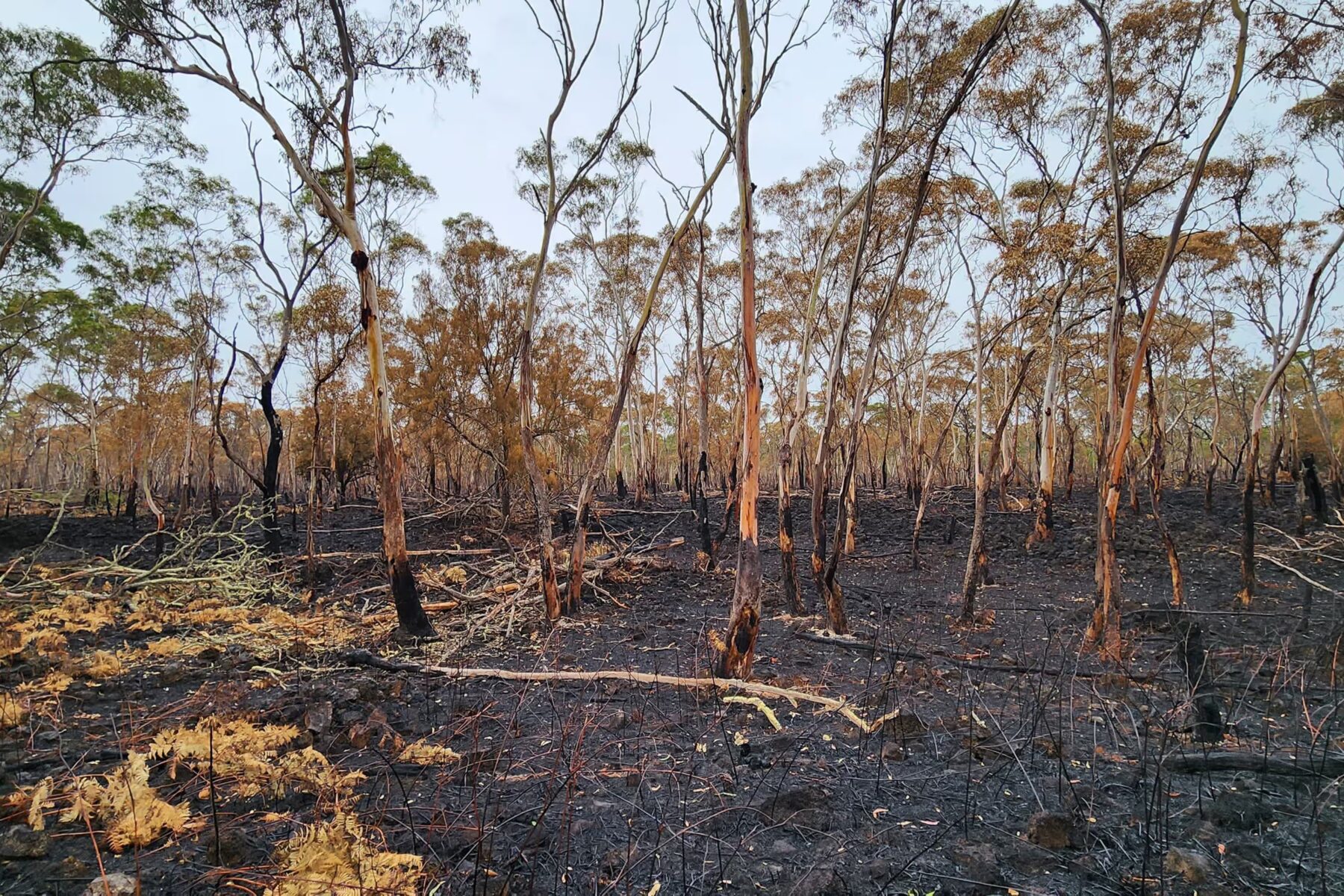 Budj Bim National Park bushfire