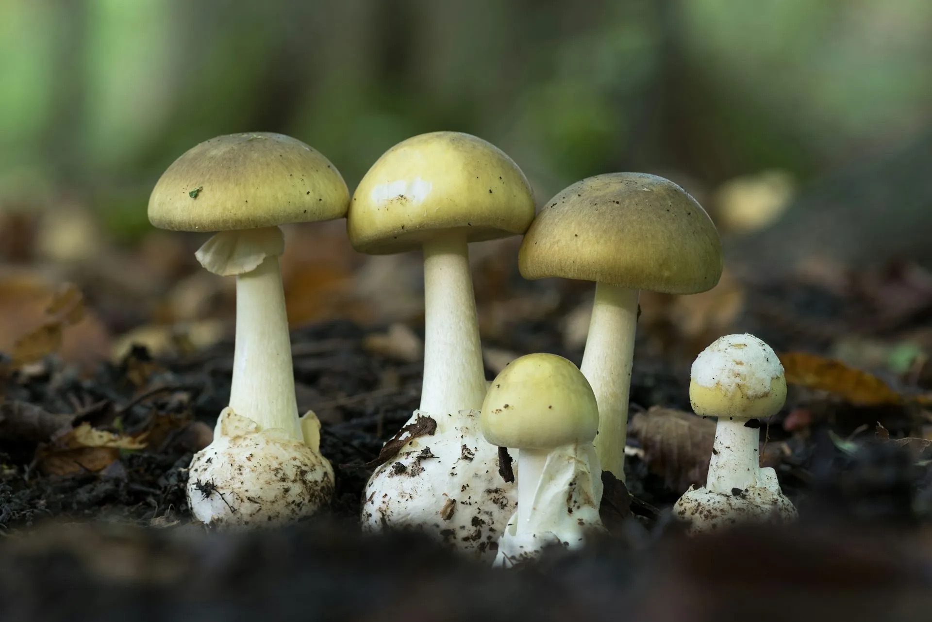 Image for article: What is iNaturalist? The citizen science app playing an unlikely role in Erin Patterson’s mushroom murder trial