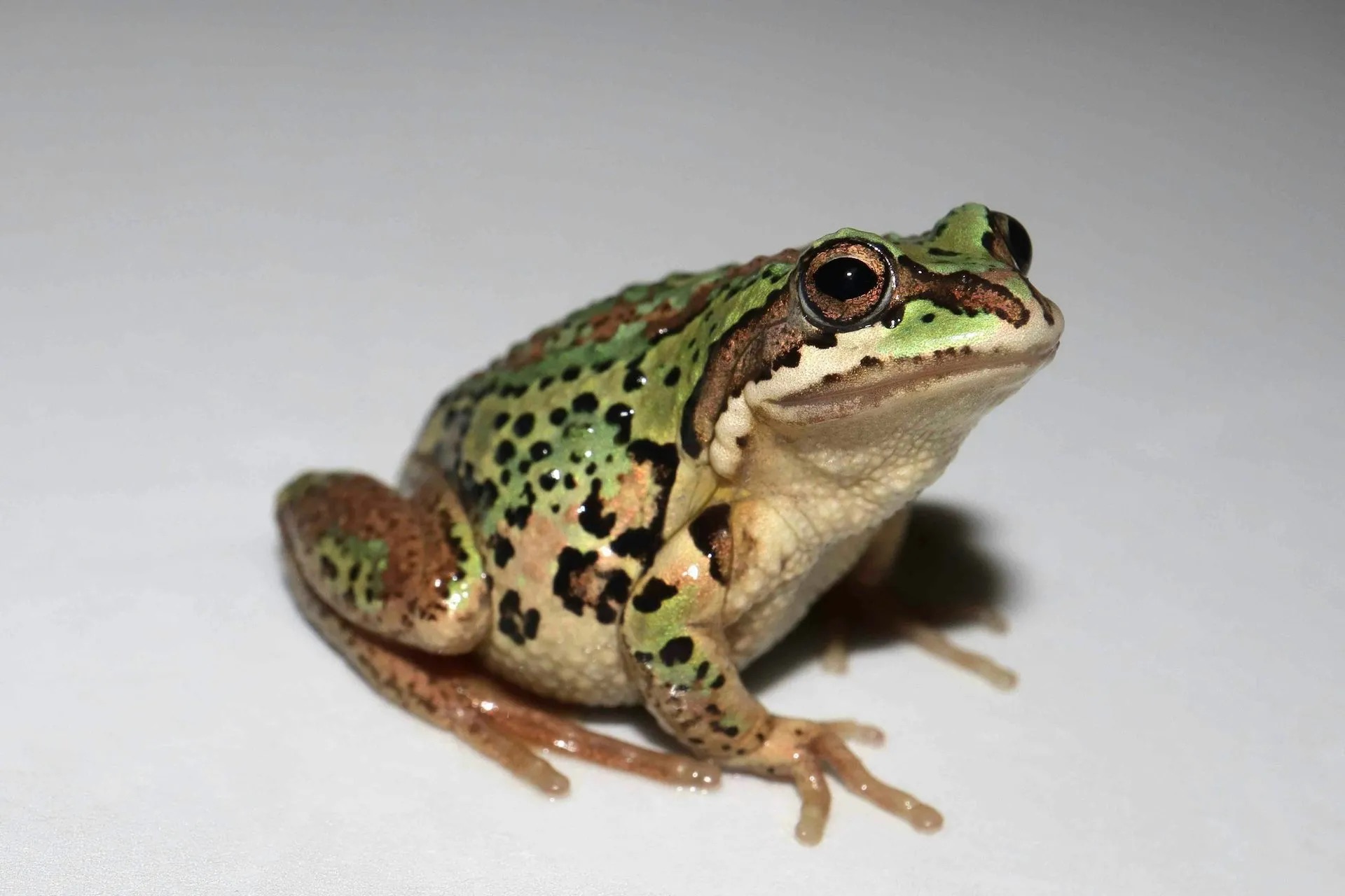 Image for article: Chytrid fungus prompts mating surge