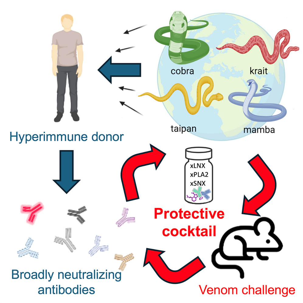 A graphical abstract