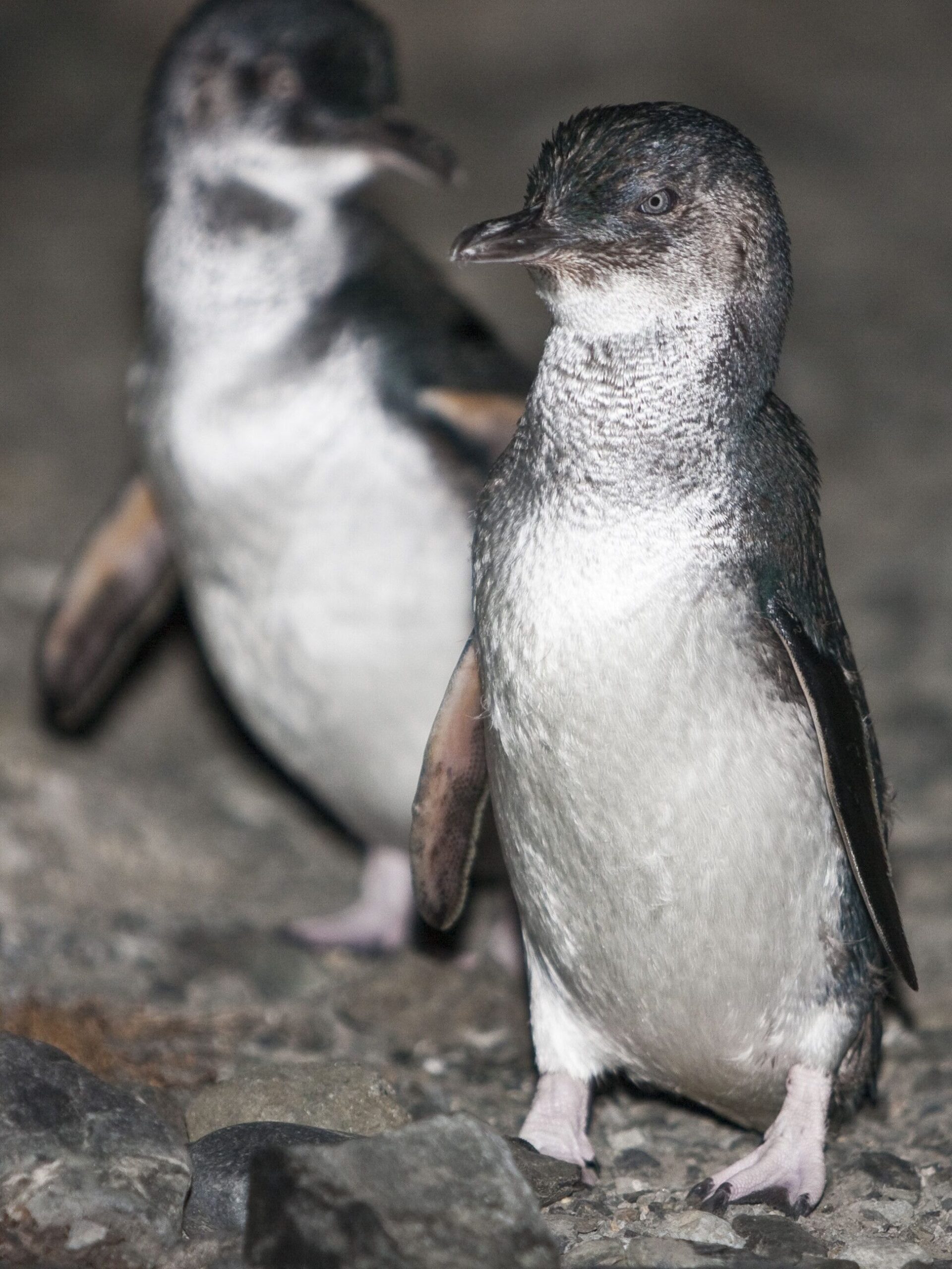Little (fairy) penguins