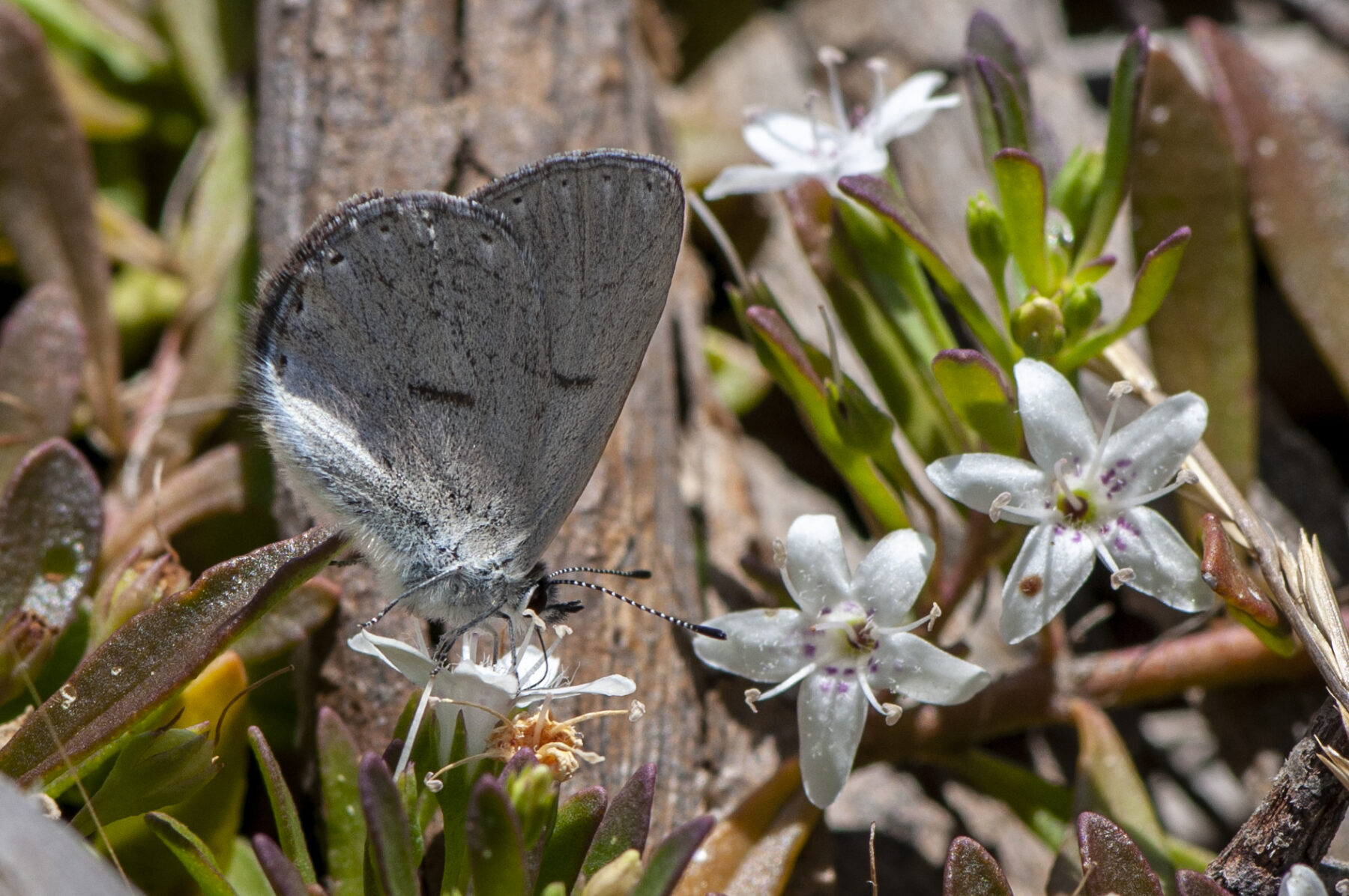 Creeping boobialla and a golden-rayed blue butterfly