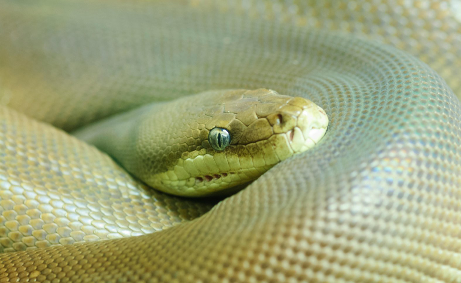 Image for article: Solving snake stigma