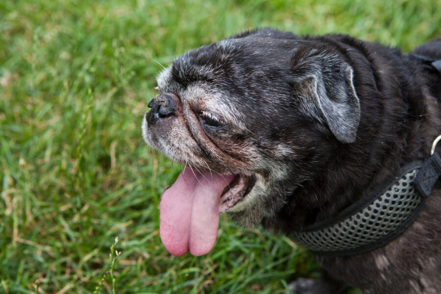 Black pug with tongue hanging out