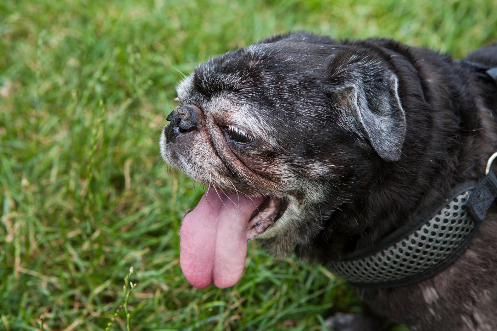 The truth about cat and dog years