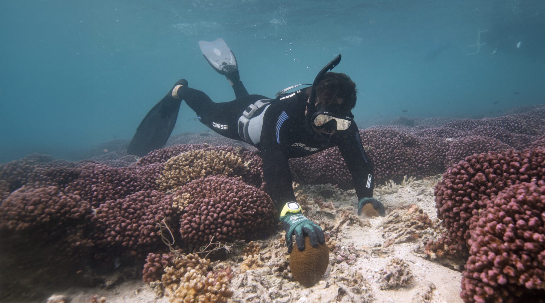 A diver from Tidal Moon harvests a surf redfish sea cucumber in Shark Bay.