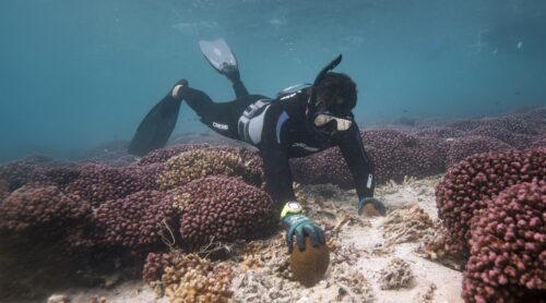 A diver from Tidal Moon harvests a surf redfish sea cucumber in Shark Bay.