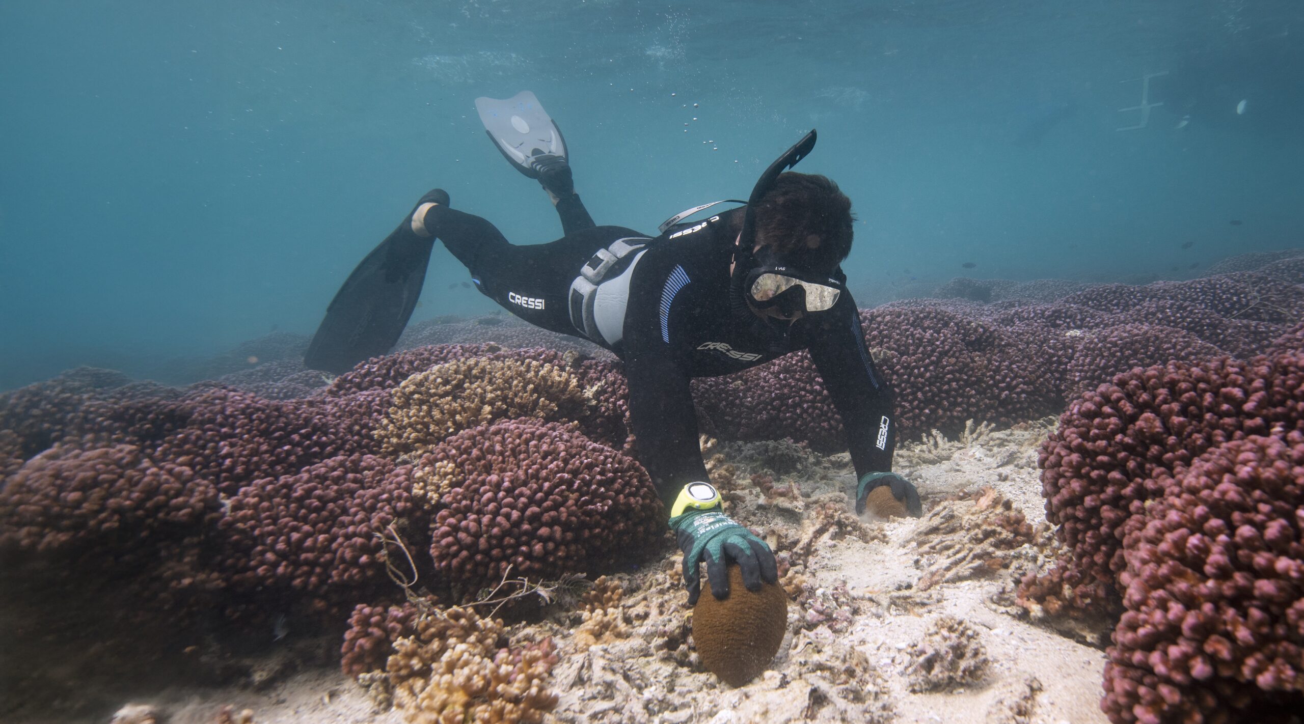 Image for article: The sea cucumber: Australia’s oldest export
