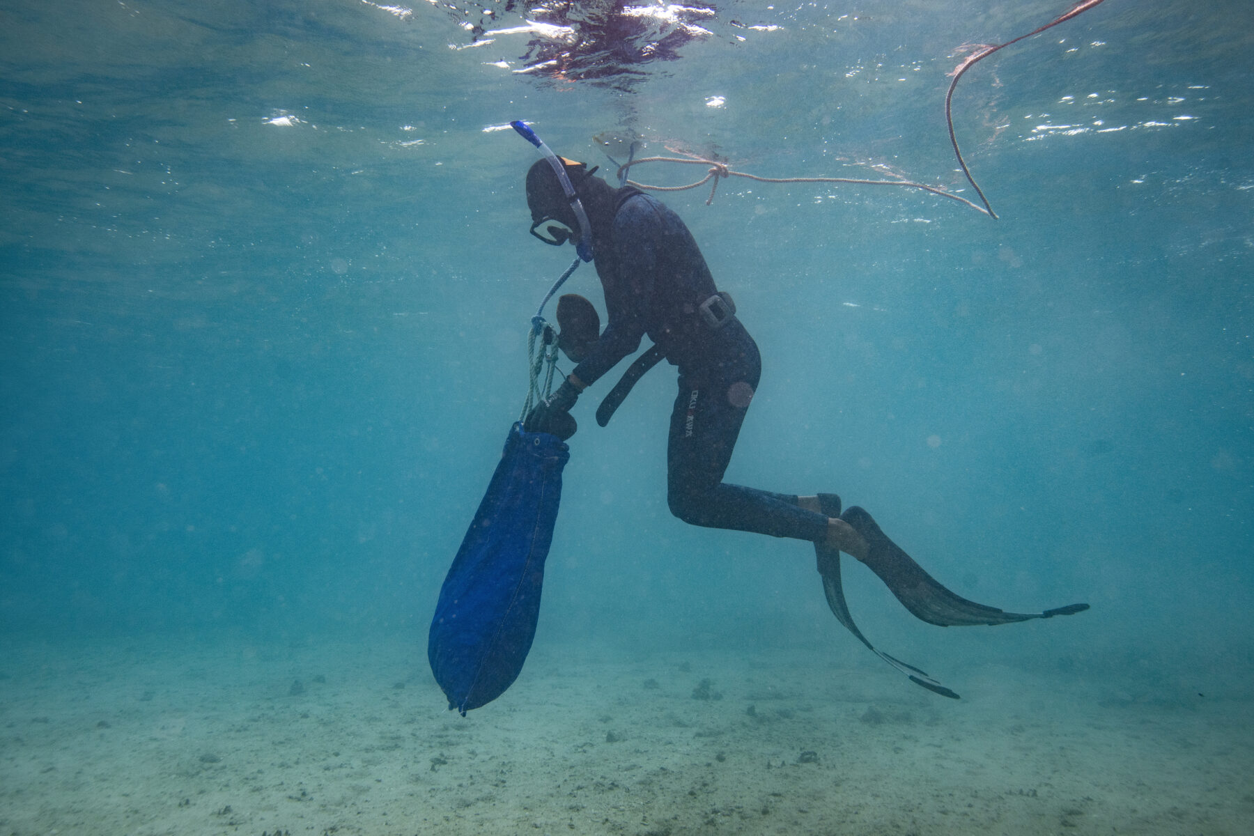 Trained divers from Tidal Moon are pulled slowly through the water by a boat, collecting sea cucumbers in a catch bag