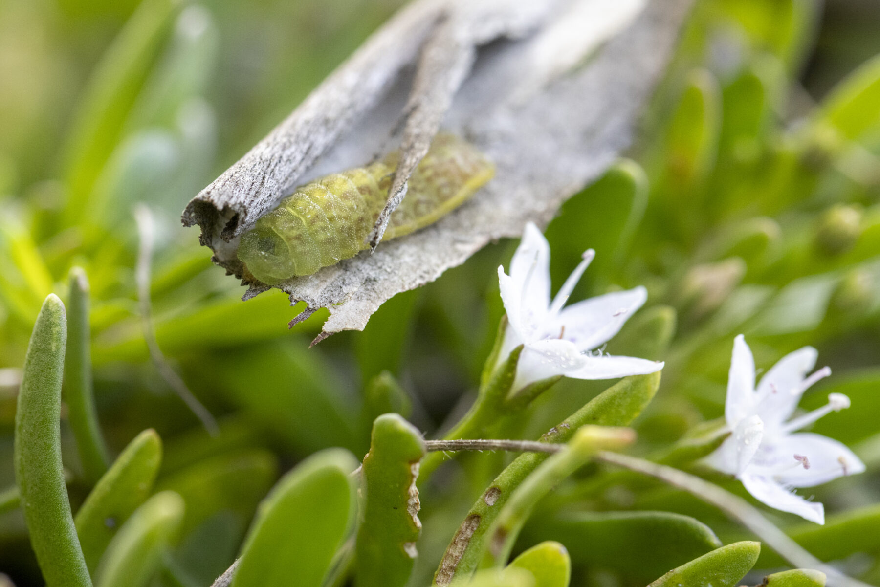 A golden-rayed blue butterfly caterpillar feasts on the leaves of a creeping boobialla