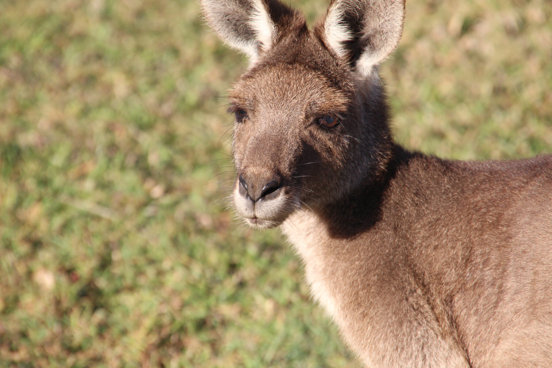 Eastern grey kangaroo