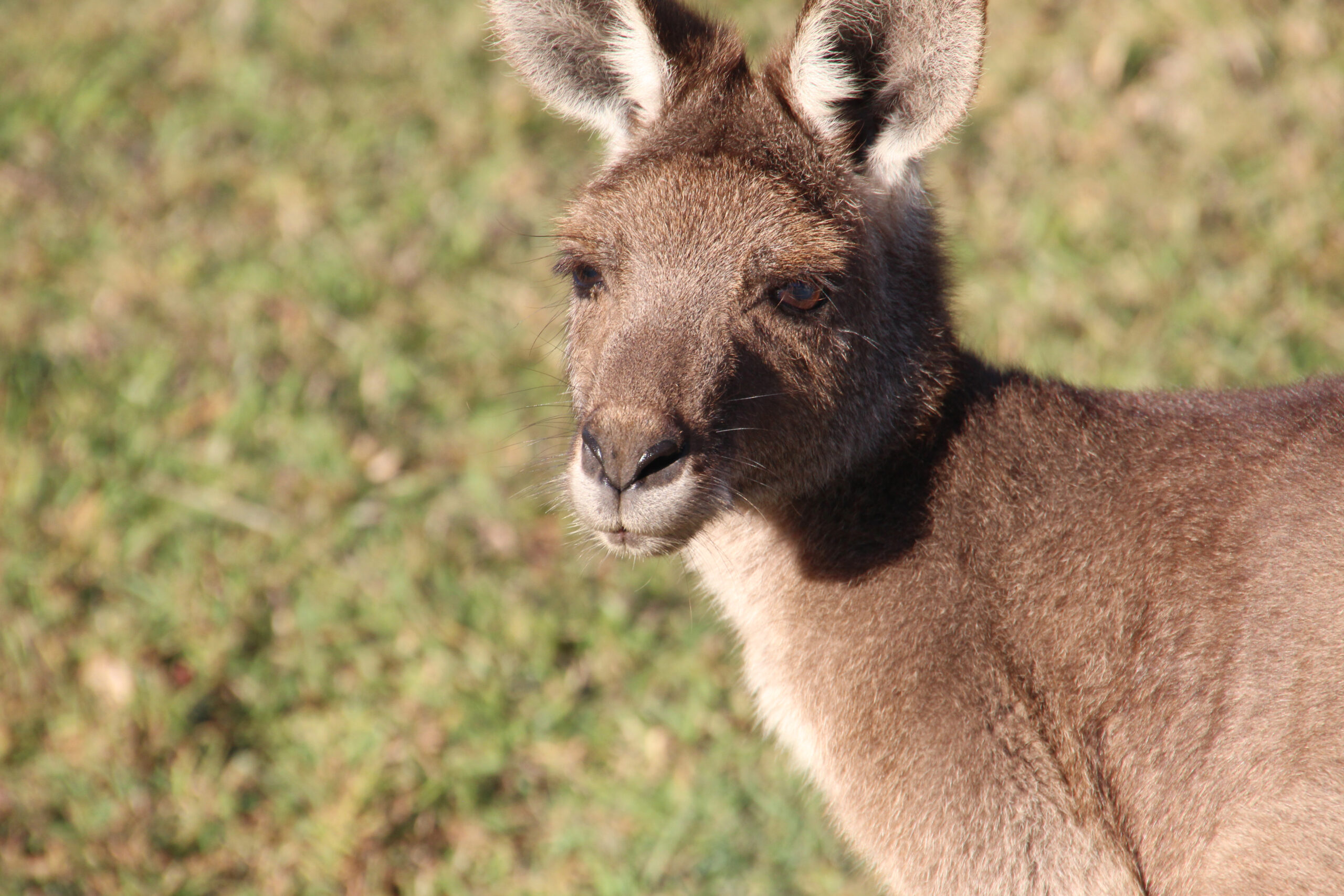 Eastern grey kangaroo