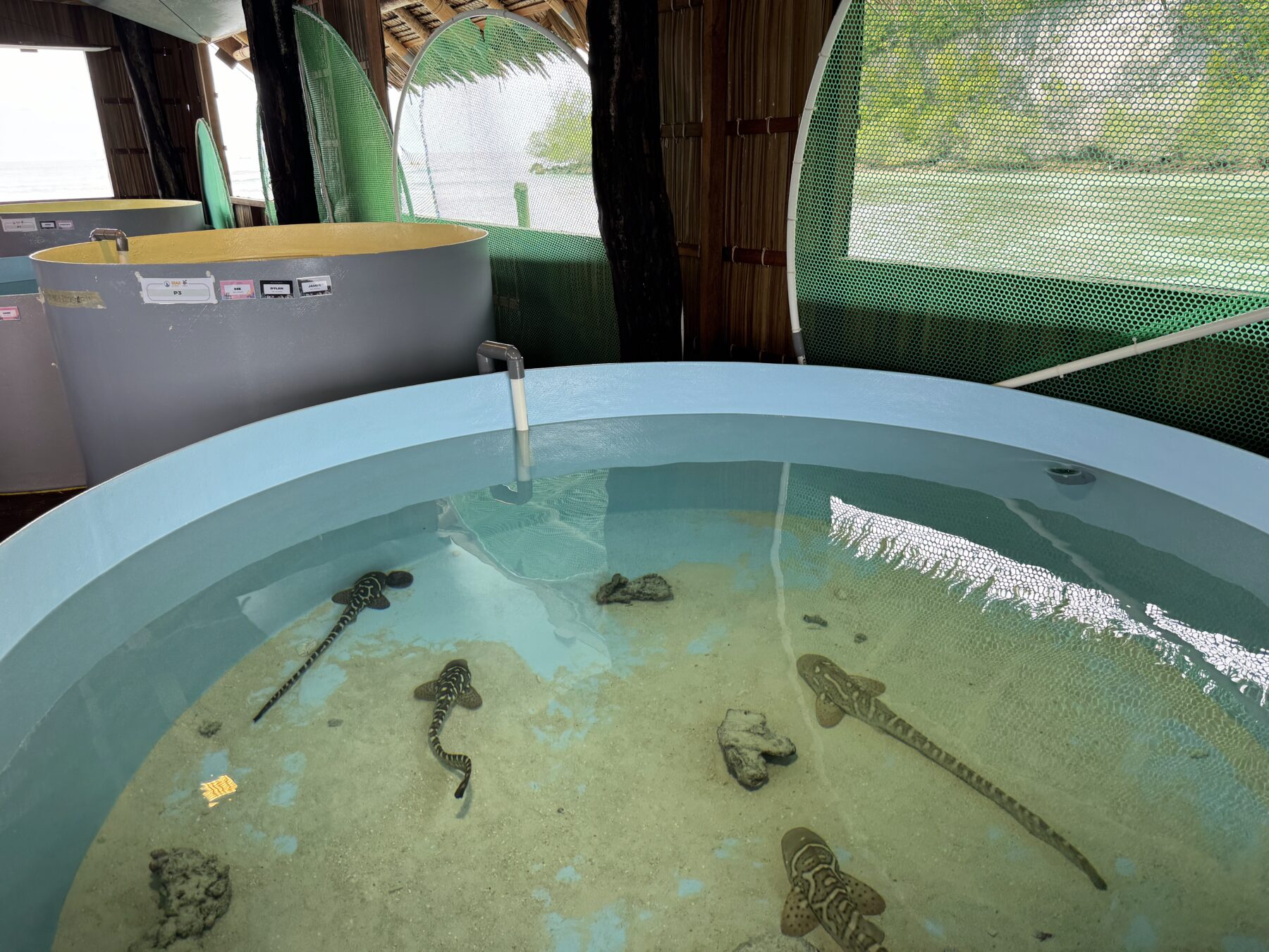 Papua Diving’s Sorido Bay leopard shark nursery