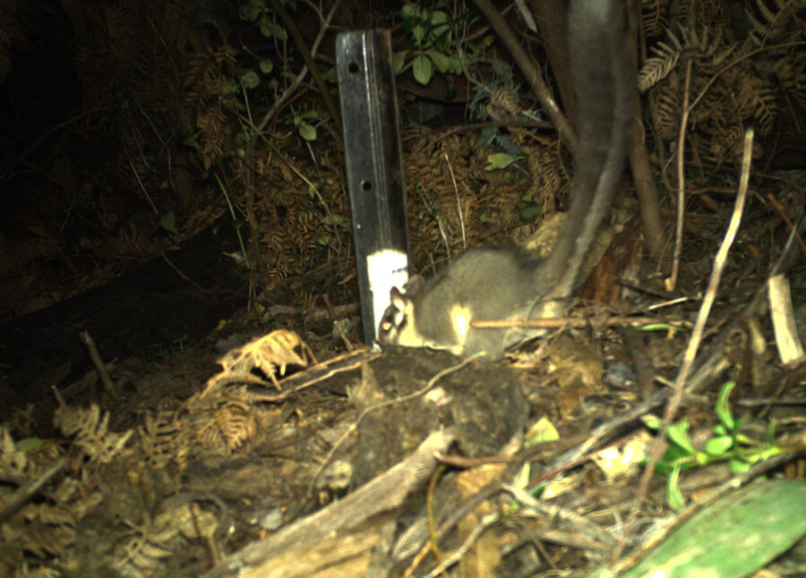 Leadbeater's possum