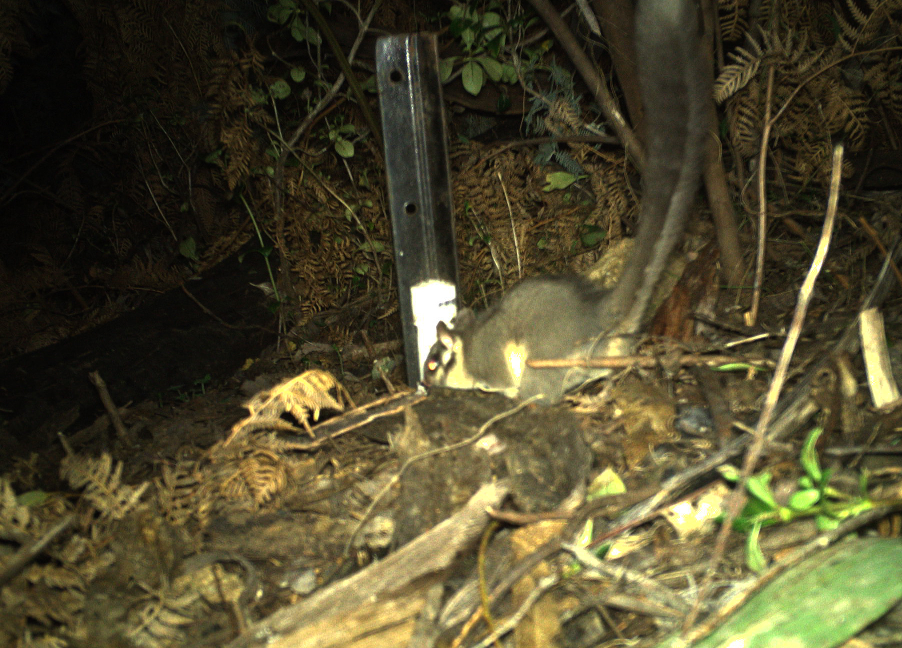 Image for article: Leadbeater’s possum spotted outside Victoria for first time