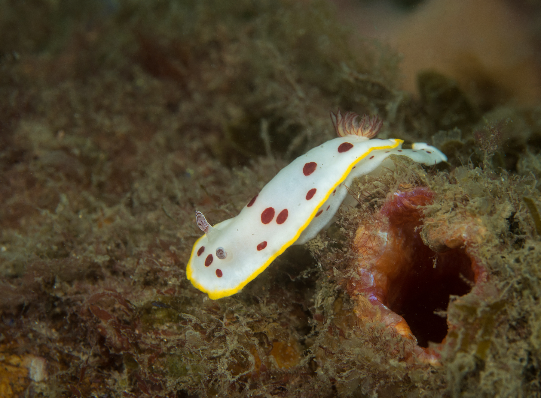 Image for article: Nocturnal sea slugs don’t bother looking fancy
