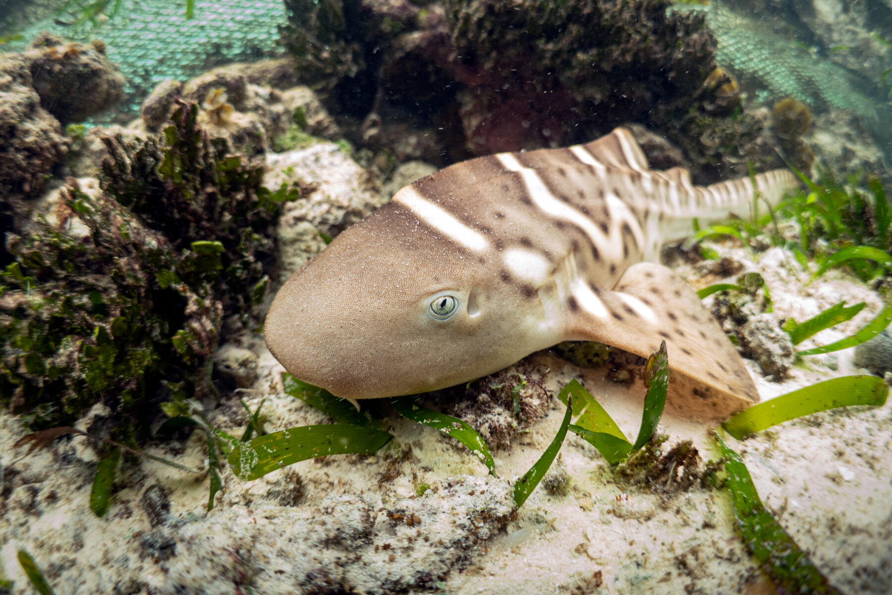 A leopard shark pup