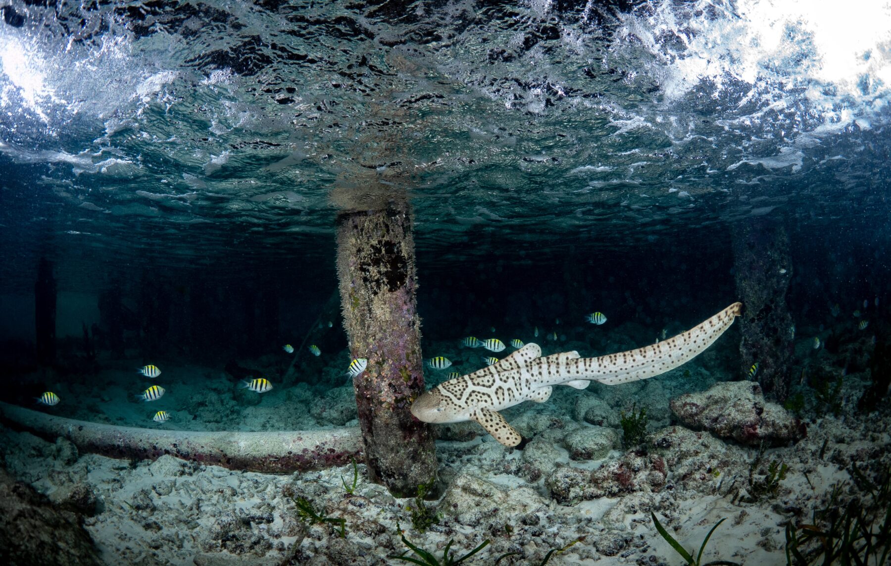 A leopard shark pup in a sea pen