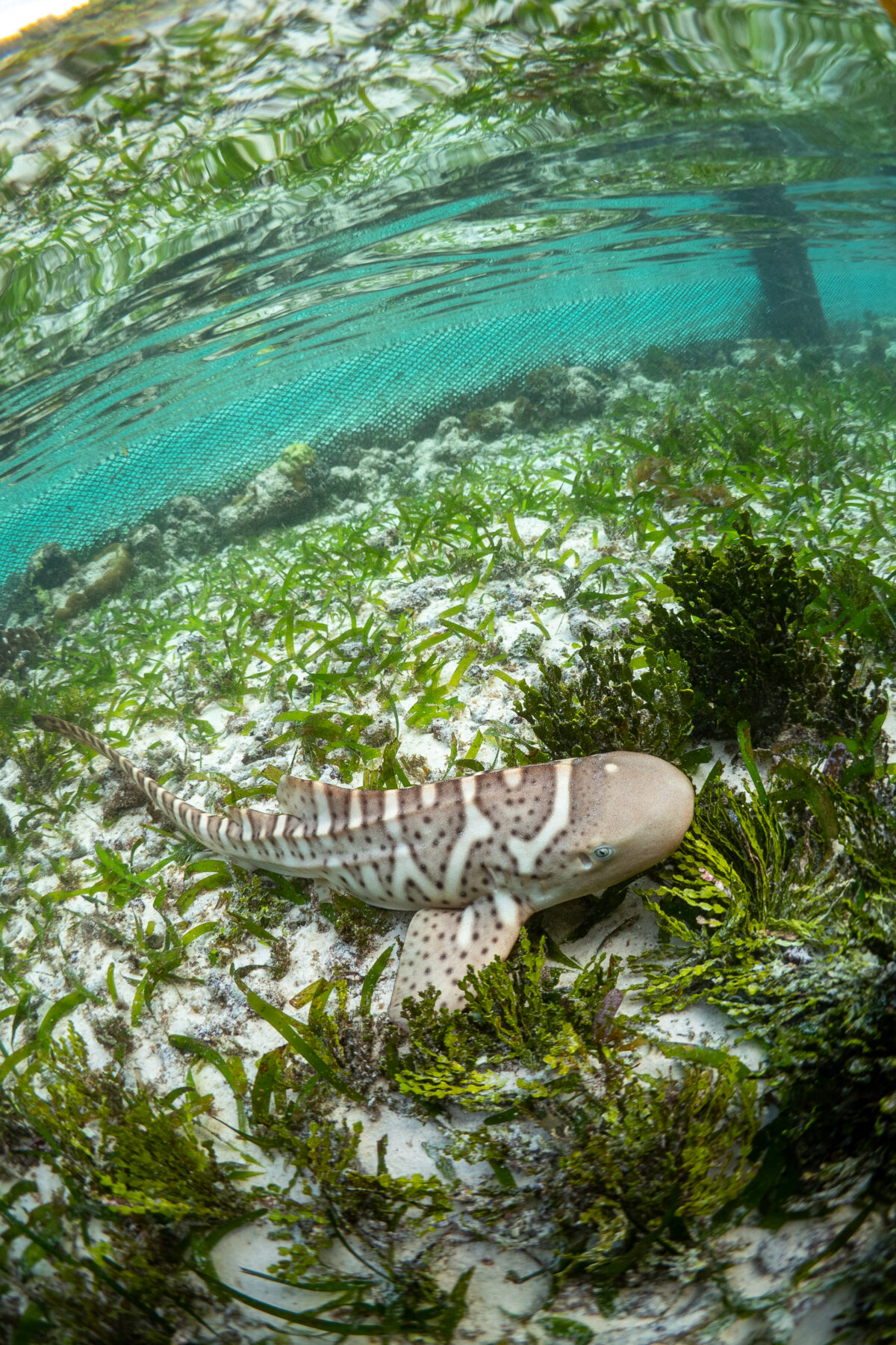 A leopard shark pup