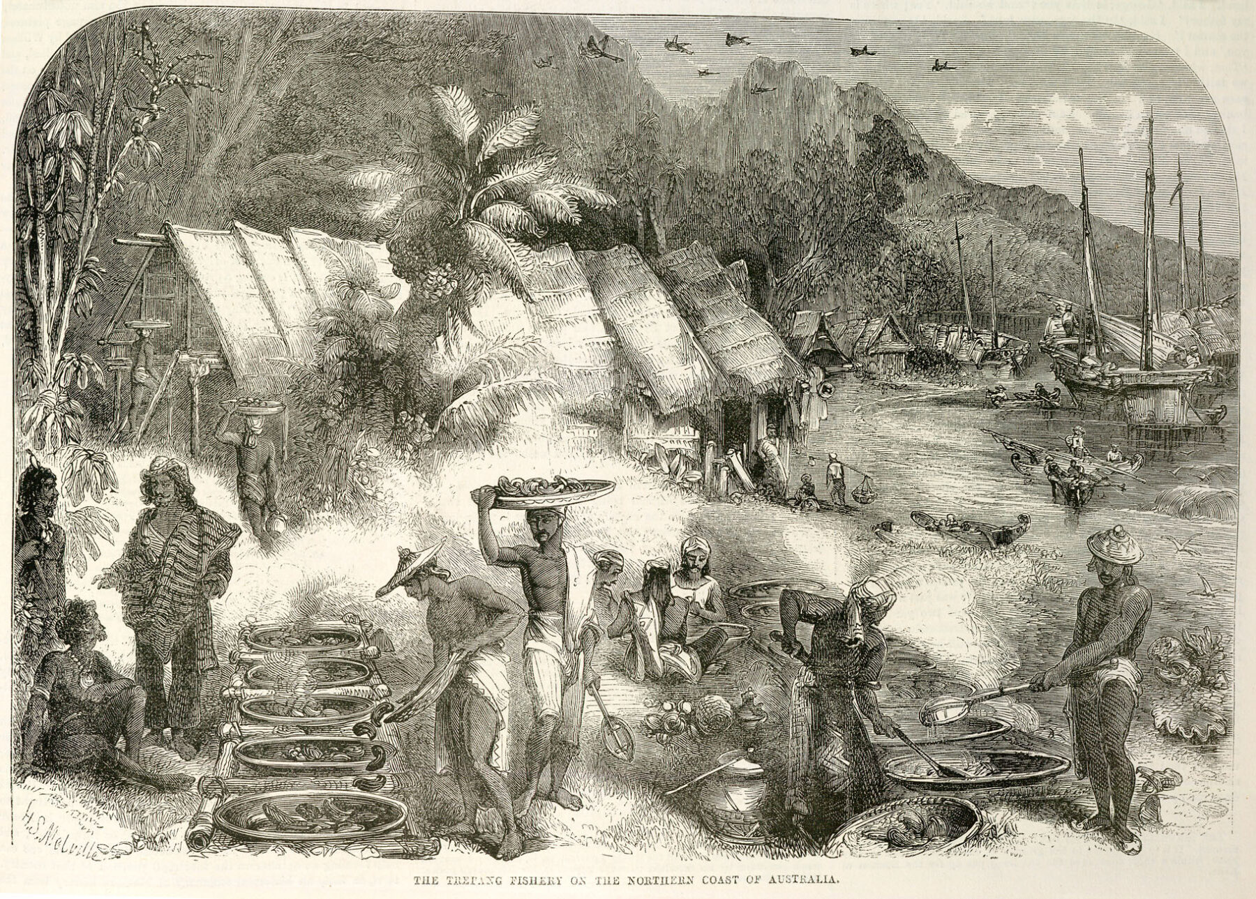 An 1862 illustration depicting a bustling trepang fishery on the northern coast of Australia.