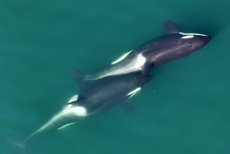 Orcas grooming with kelp