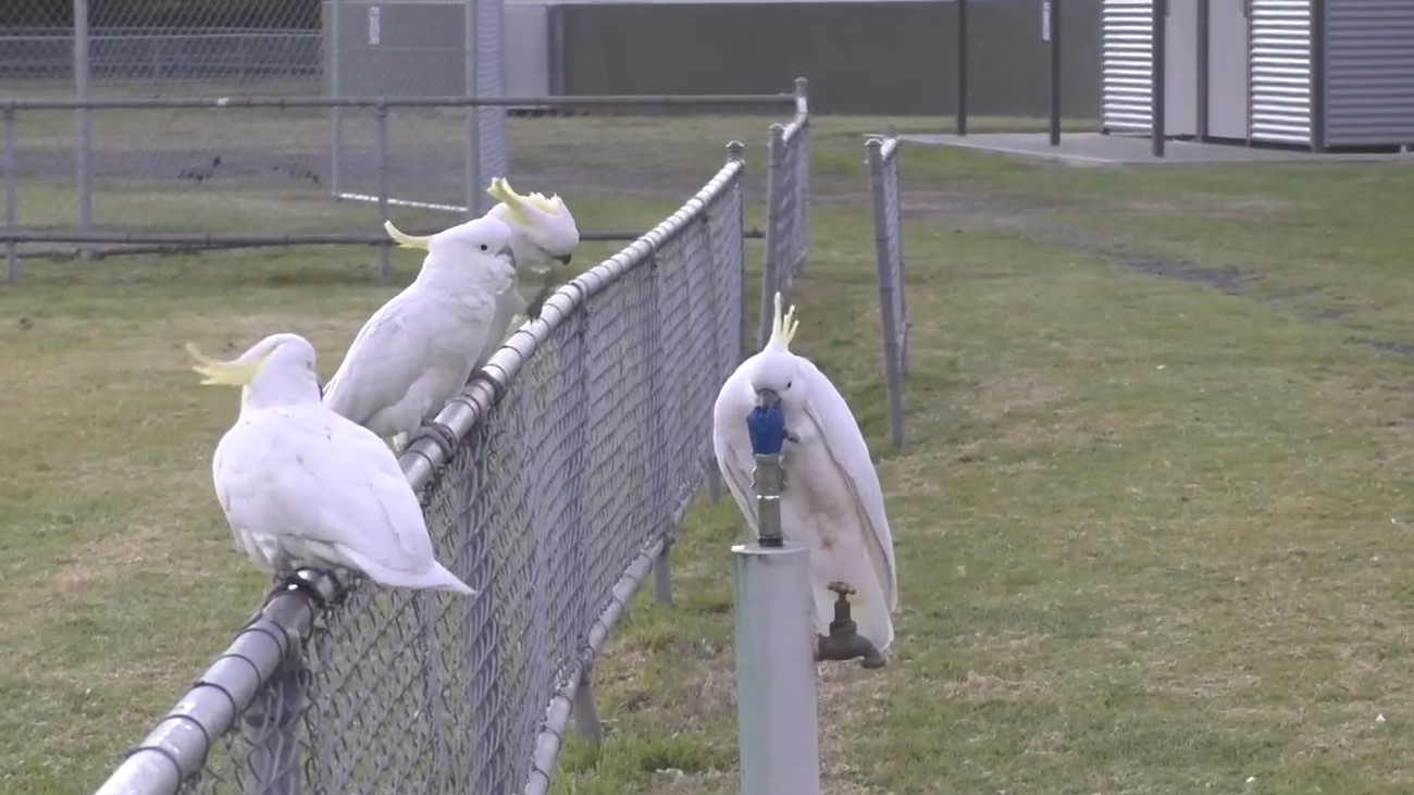 A screenshot from a video showing cockatoos drinking from a water fountain