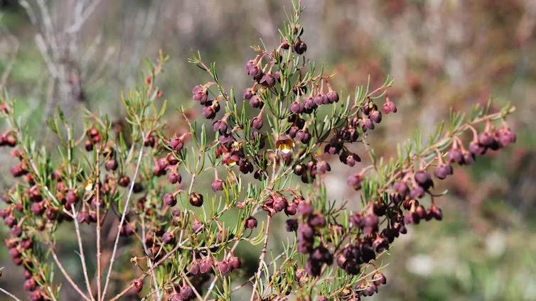 Boronia megastigma
