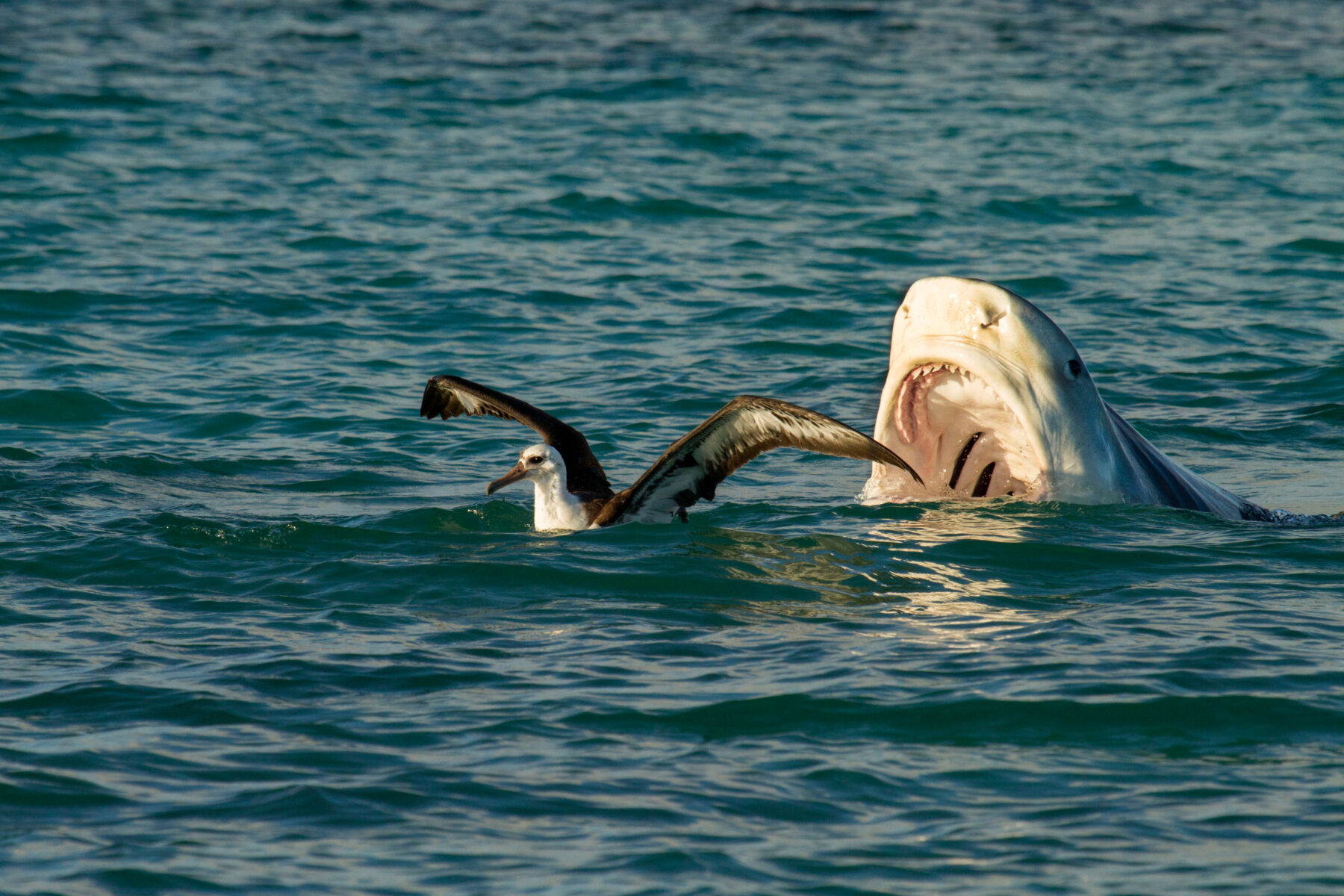 Tiger shark attacking an albatross