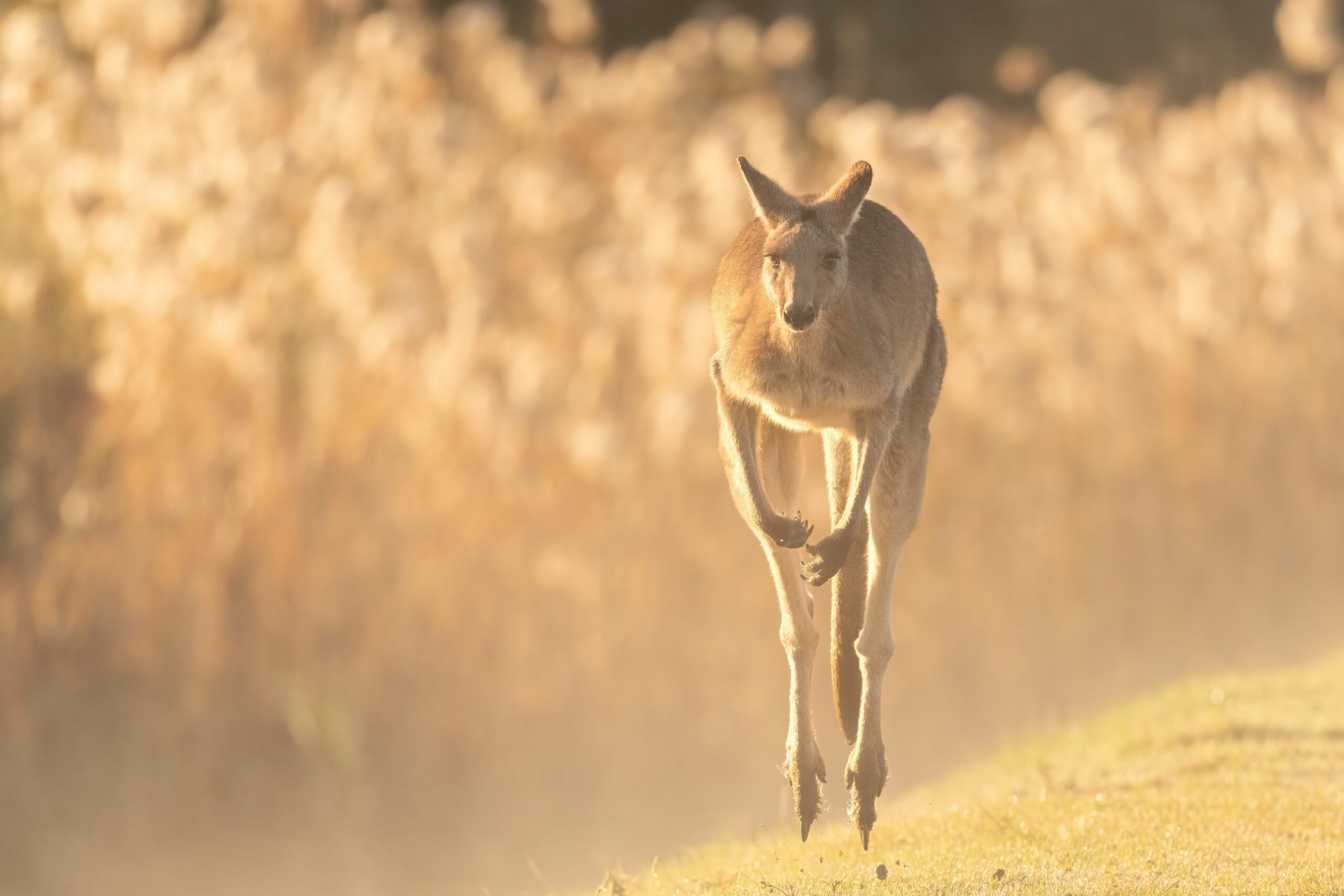 An eastern grey kangaroo, hopping