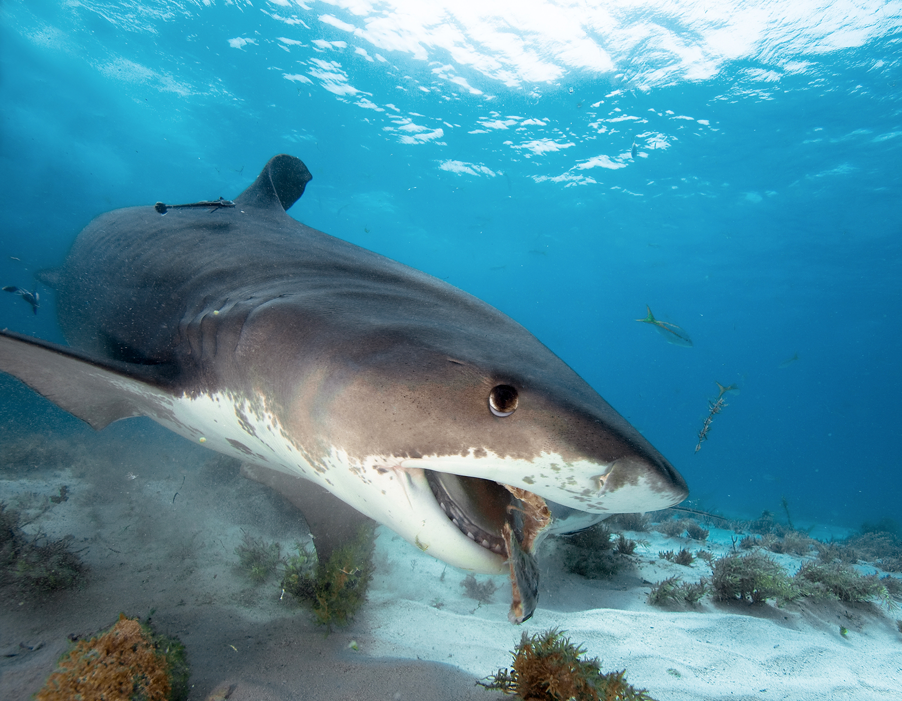Image for article: Tiger sharks: Trash cans of the sea, or clever opportunists?