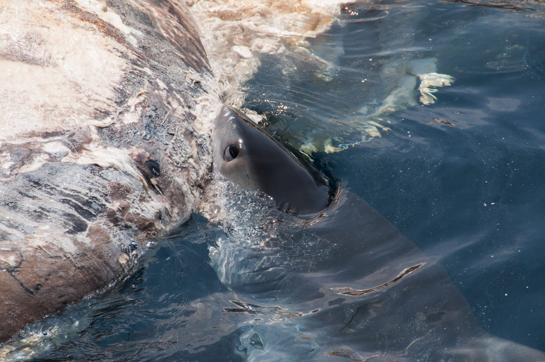tiger shark attempting to take a bite out of blue whale carcass