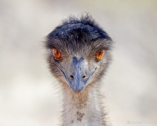 Stare Down by Aaryan Dhakal