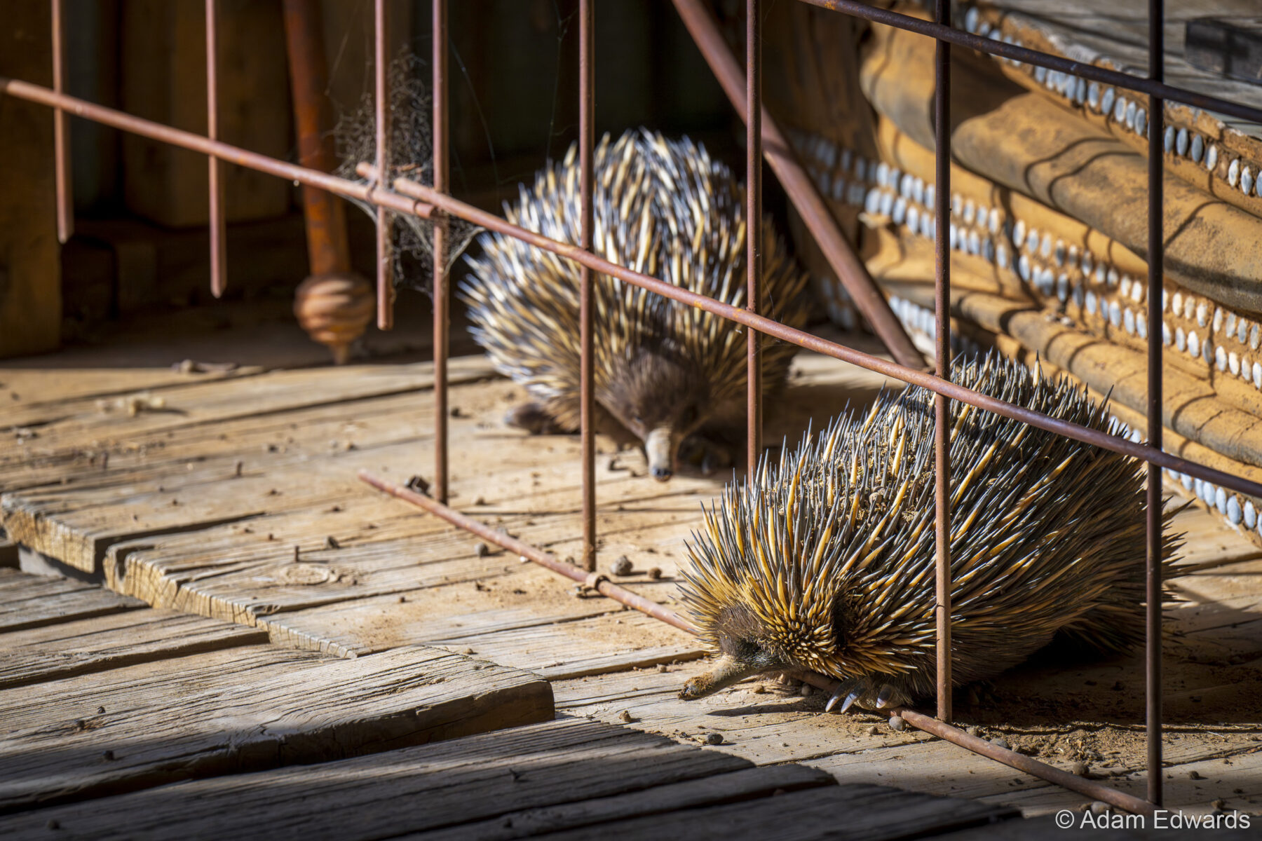 Sub-Urban Echidnas by Adam Edwards