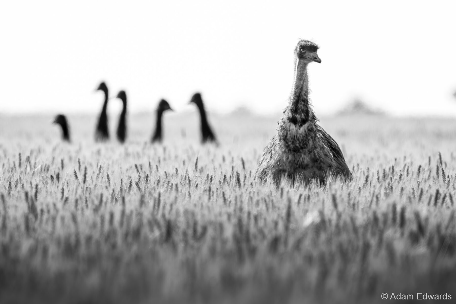 Attentive Gaze by Adam Edwards