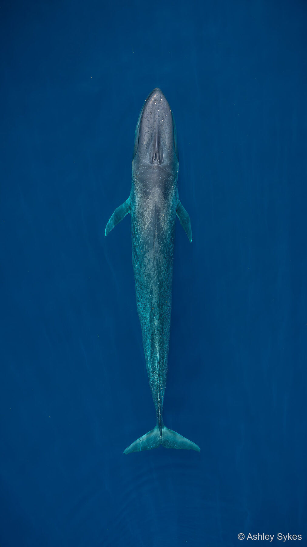 Pygmy Blue Whale by Ashley Sykes