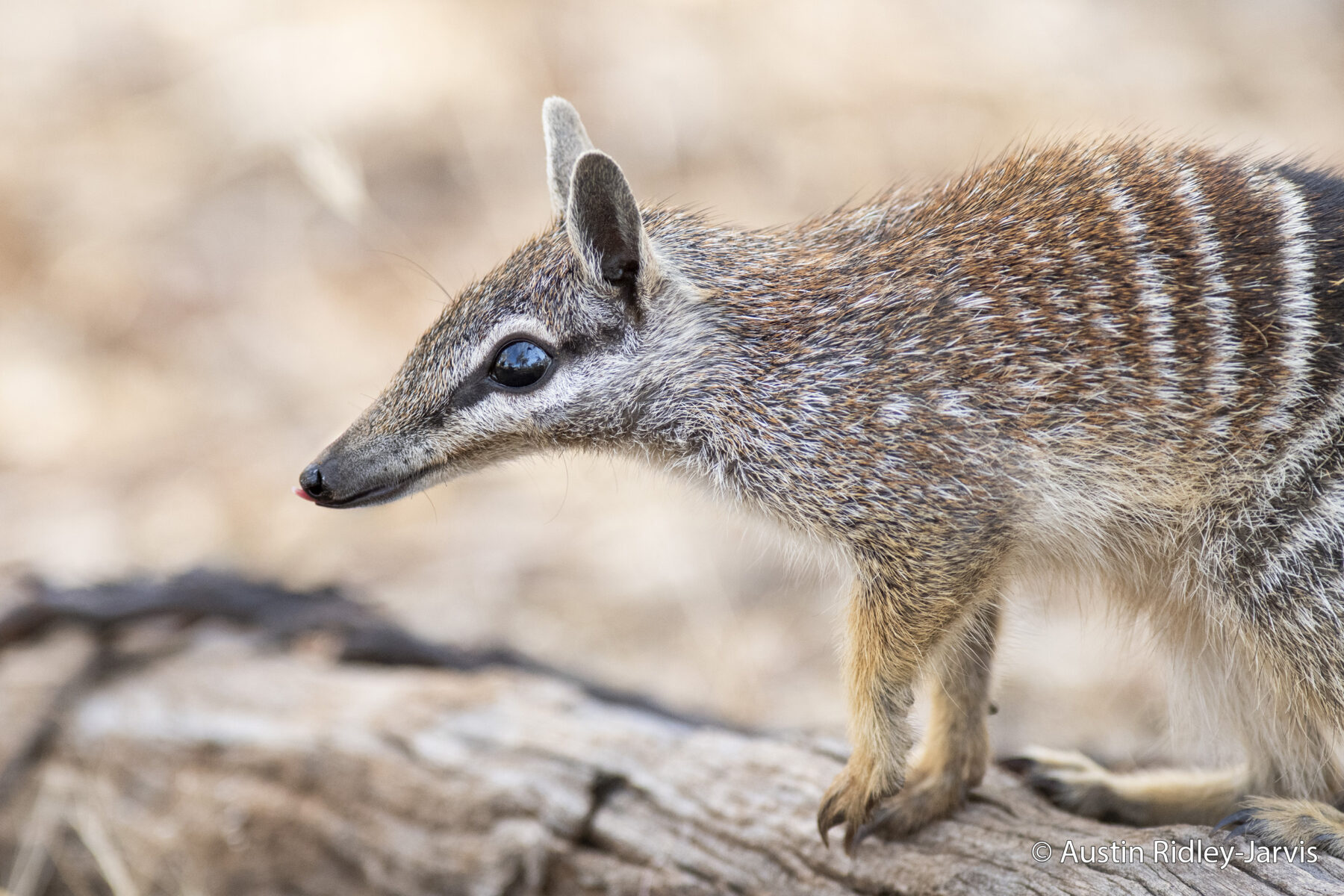 Numbat by Austin Ridley-Jarvis