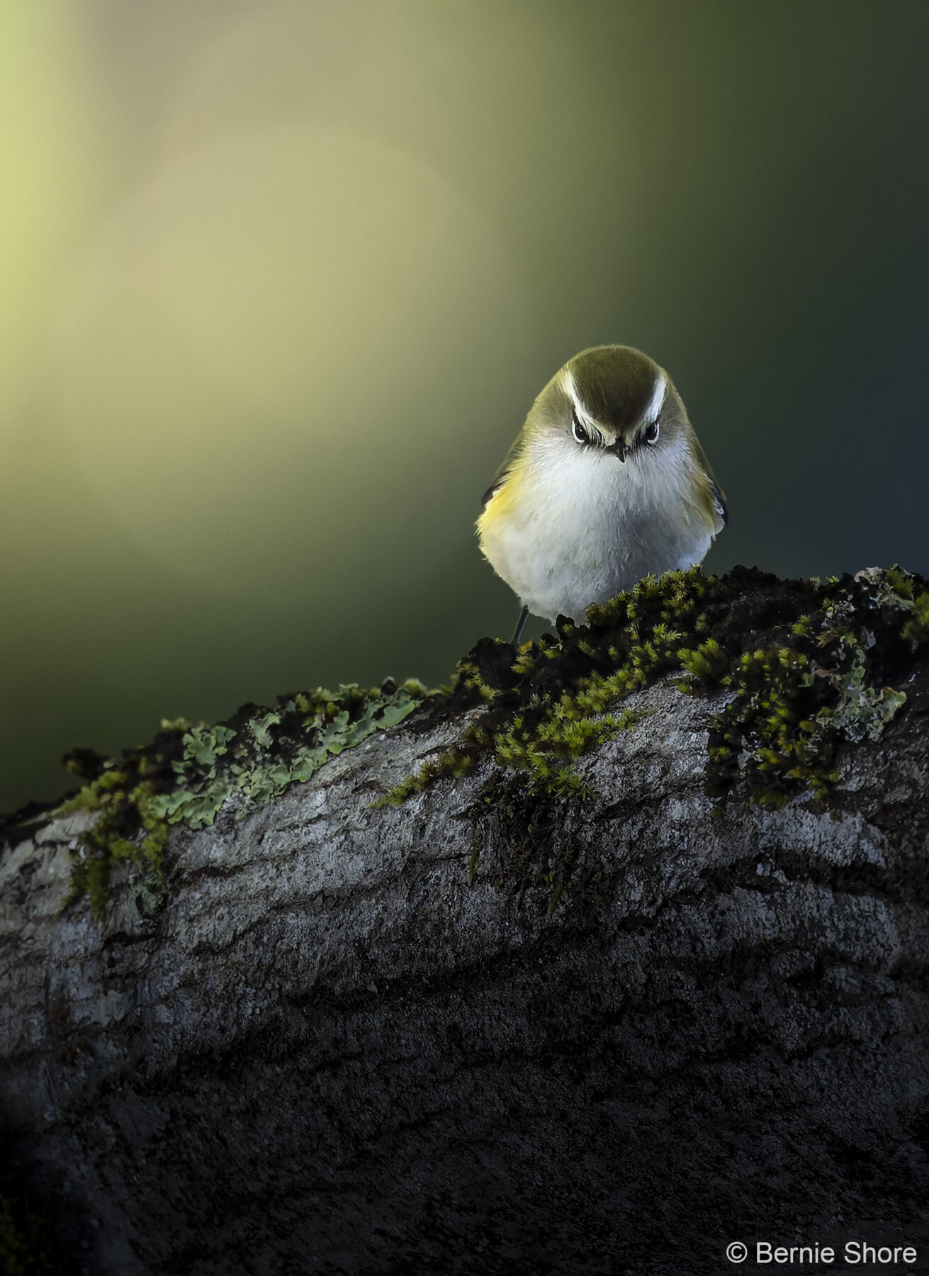 Rifleman Stare by Bernie Shore