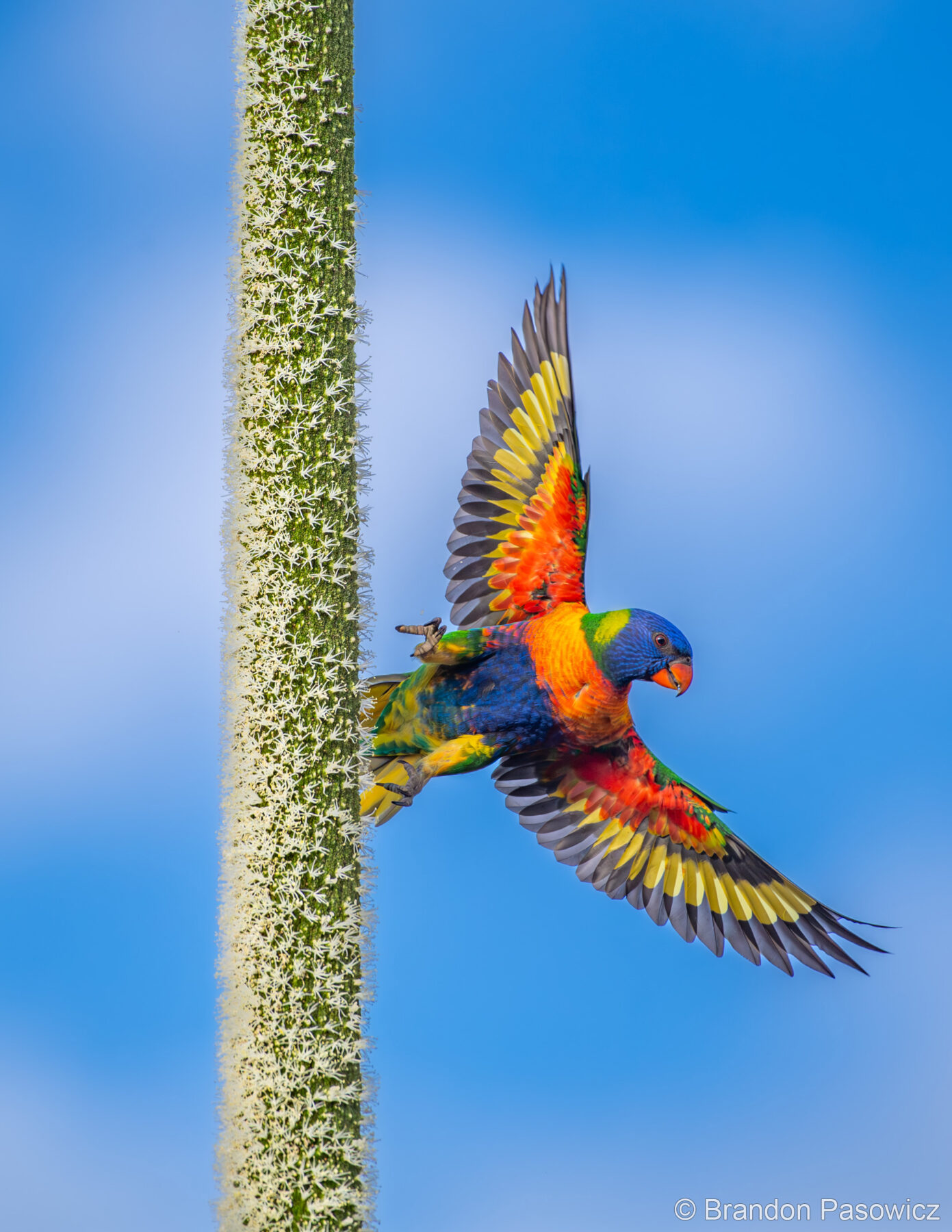 Rainbow Lorikeet on a Grass Tree by Brandon Pasowicz