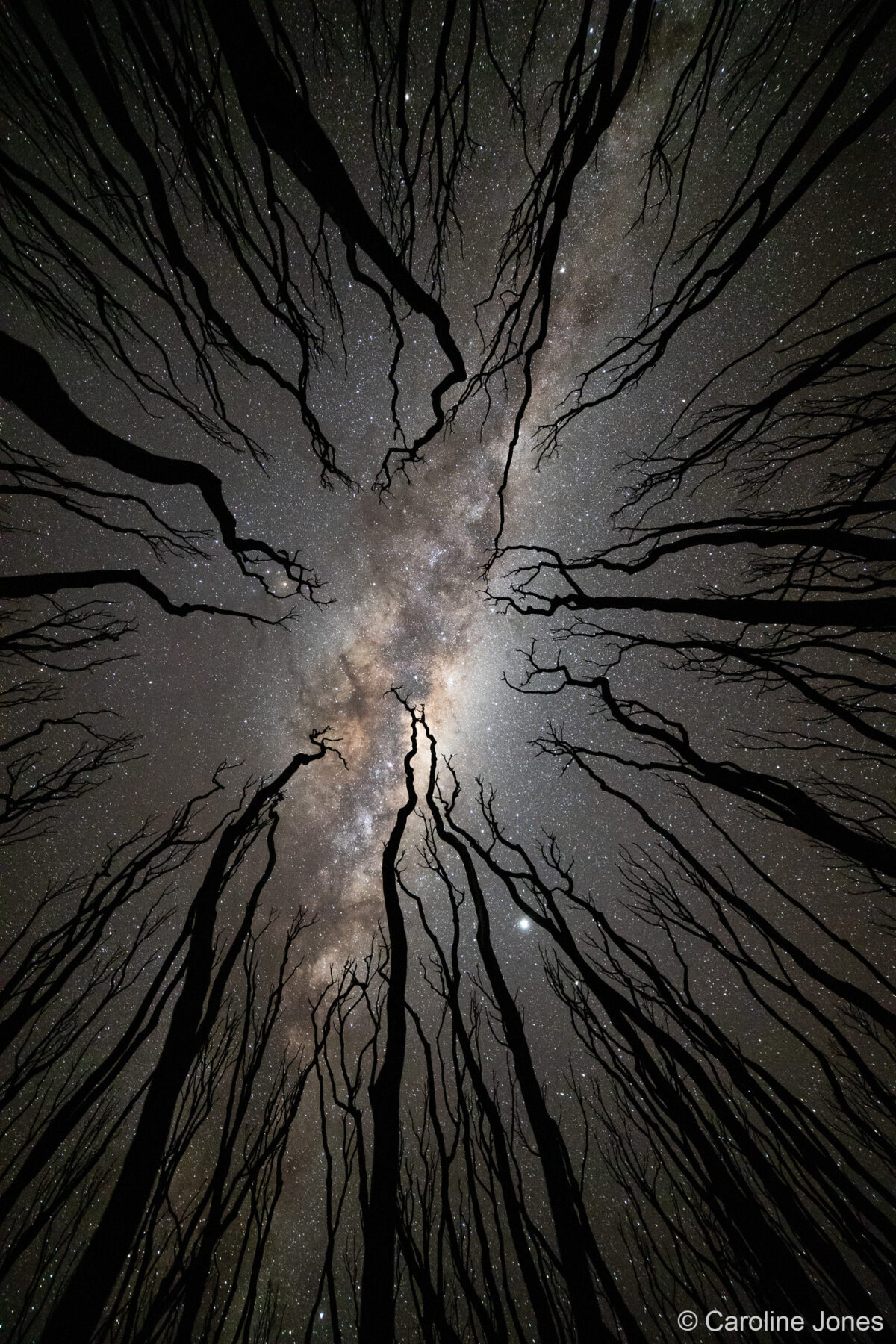 Celestial Iris After the Fires by Caroline Jones