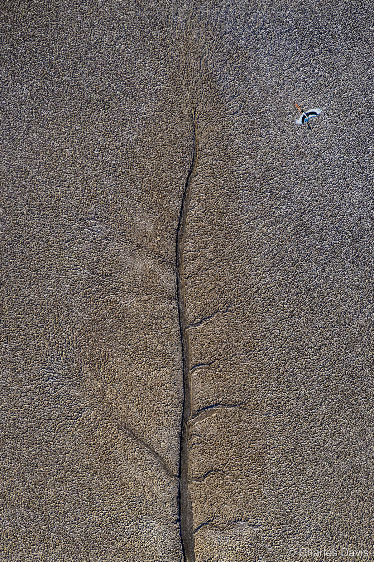 Jabiru Leaf by Charles Davis
