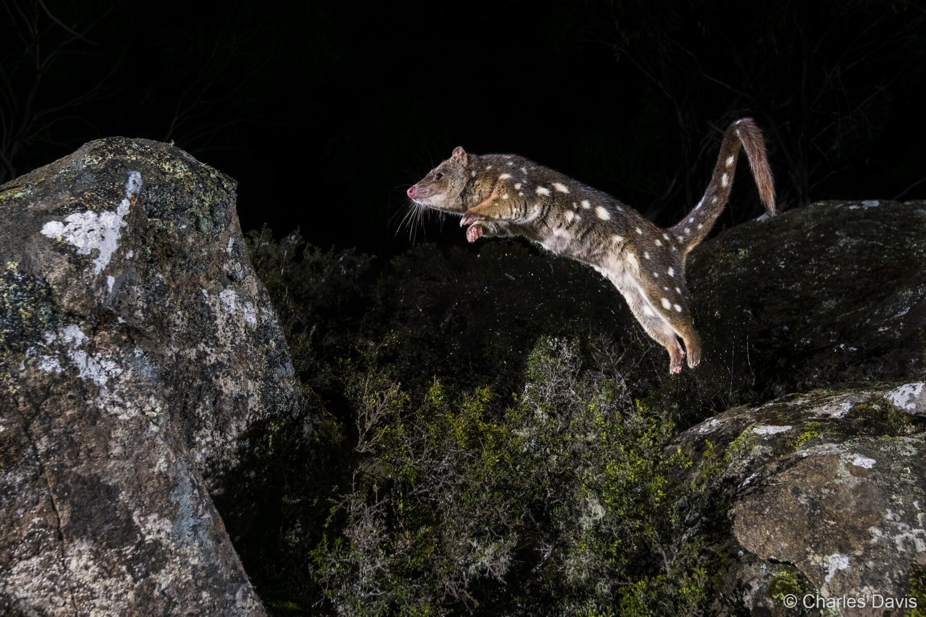 The Leap by Charles Davis