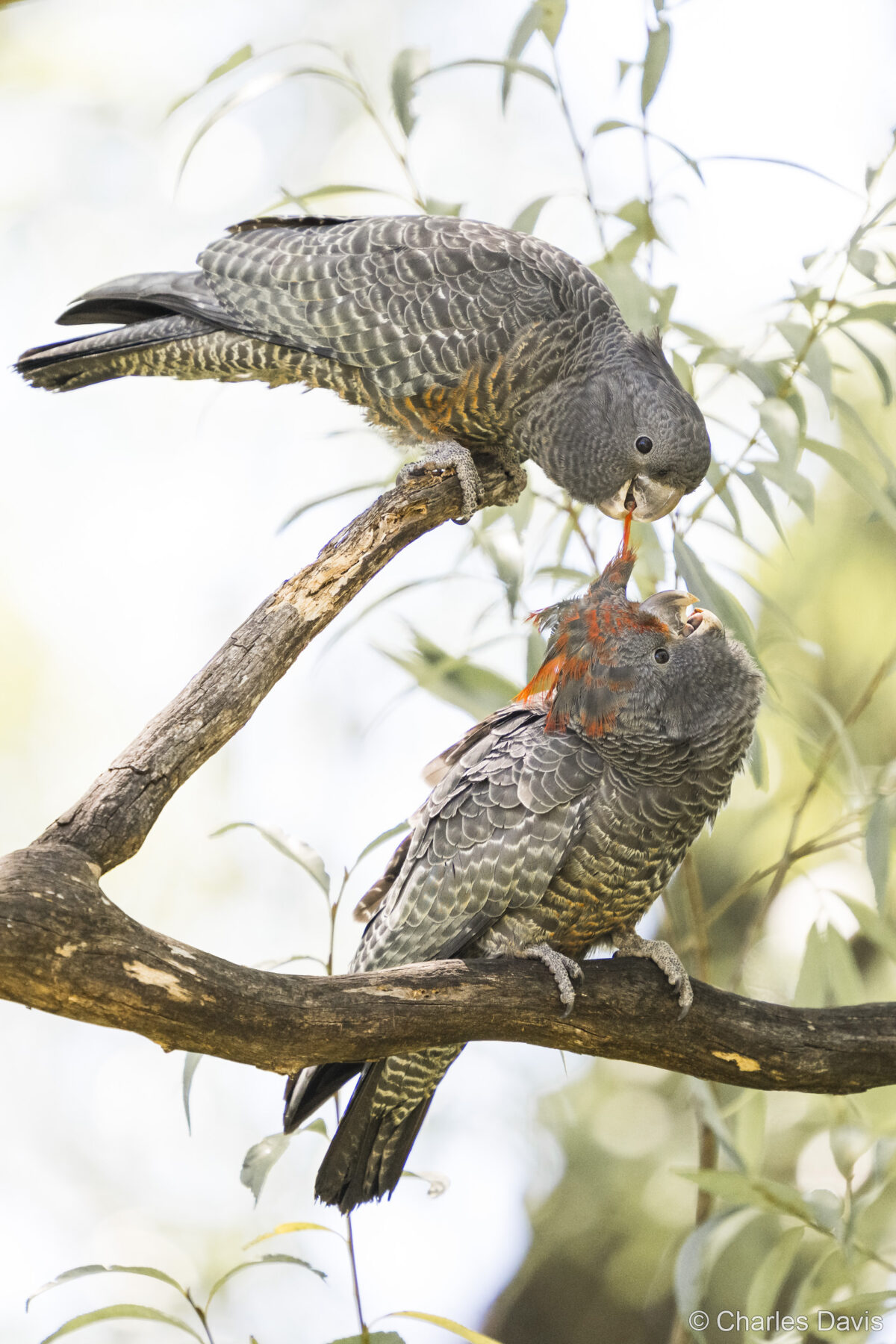 Ouch Mum by Charles Davis