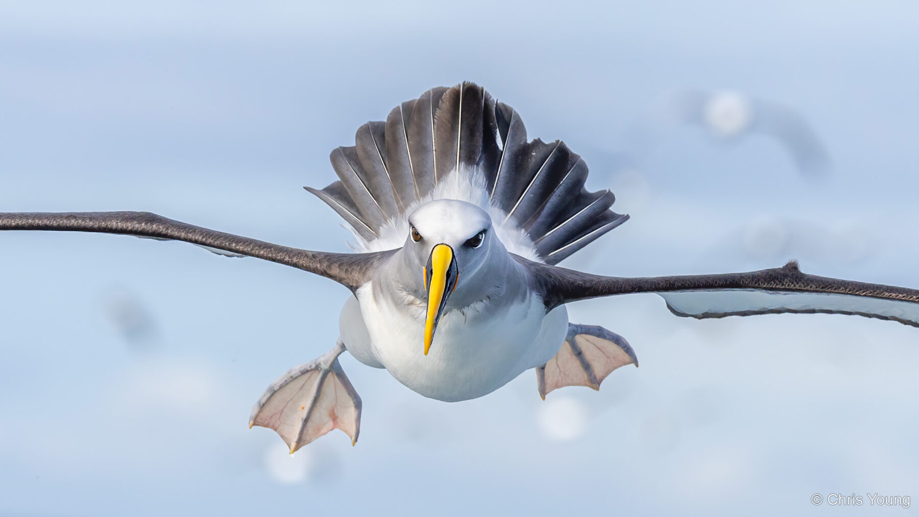 Incoming by Chris Young