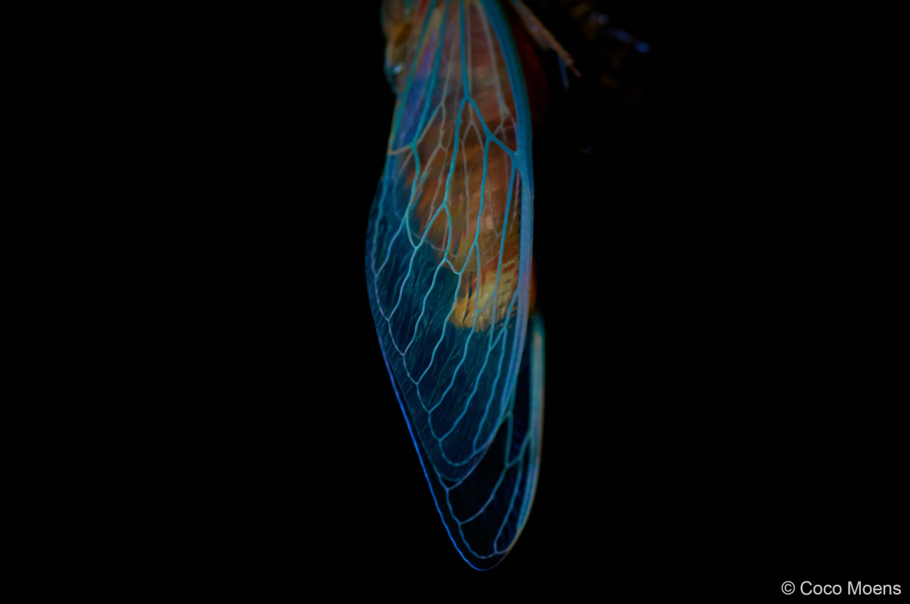 Wonderful Wings by Coco Moens